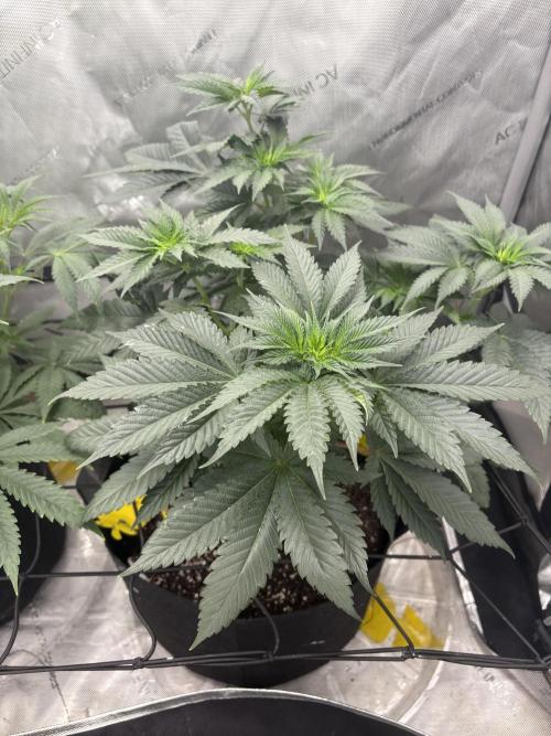First serious grow as a newbie. Week 7