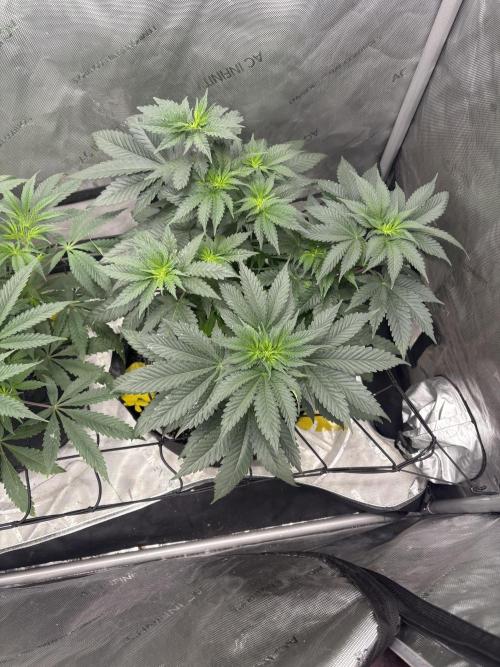 First serious grow as a newbie. Week 7