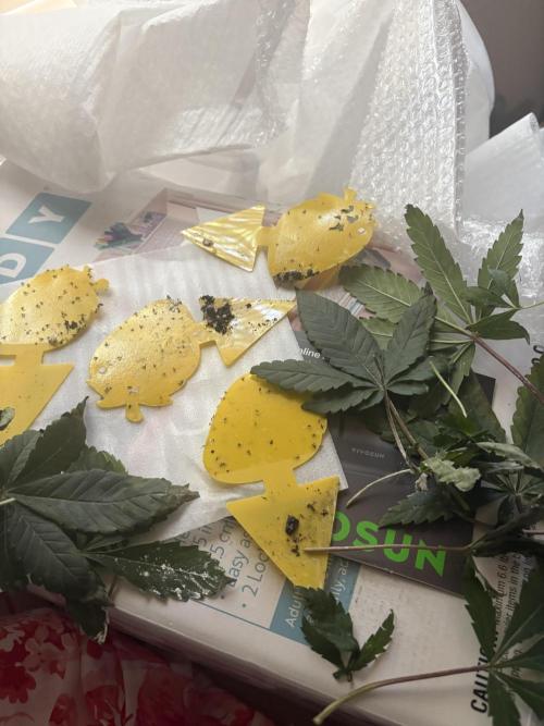 First serious grow as a newbie. Week 7
