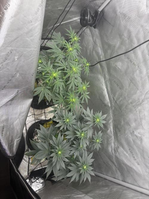 First serious grow as a newbie. Week 8