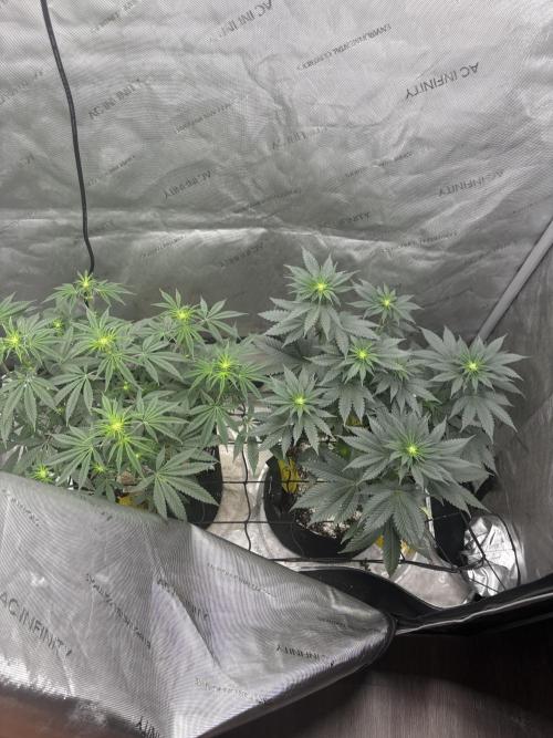 First serious grow as a newbie. Week 8