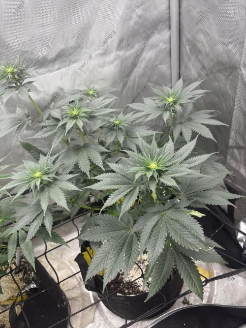 First serious grow as a newbie. Week 8