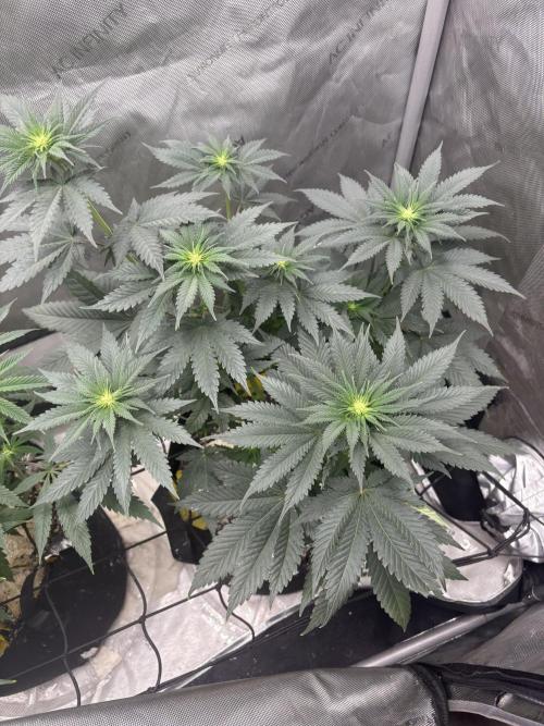First serious grow as a newbie. Week 8