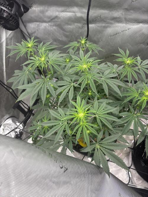 First serious grow as a newbie. Week 8