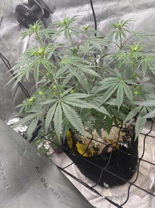 First serious grow as a newbie. Week 8