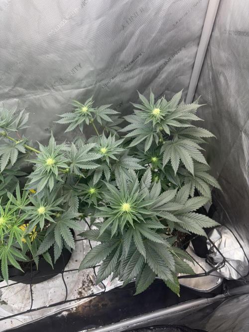 First serious grow as a newbie. Week 9