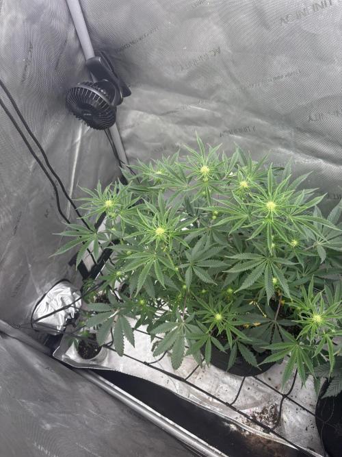 First serious grow as a newbie. Week 9