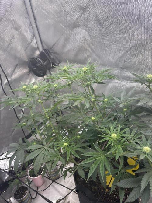 First serious grow as a newbie. Week 9