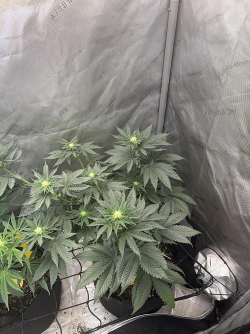 First serious grow as a newbie. Week 9