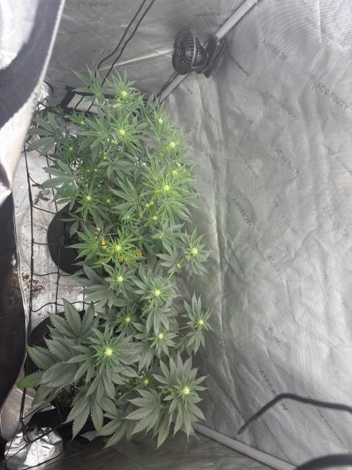 First serious grow as a newbie. Week 9