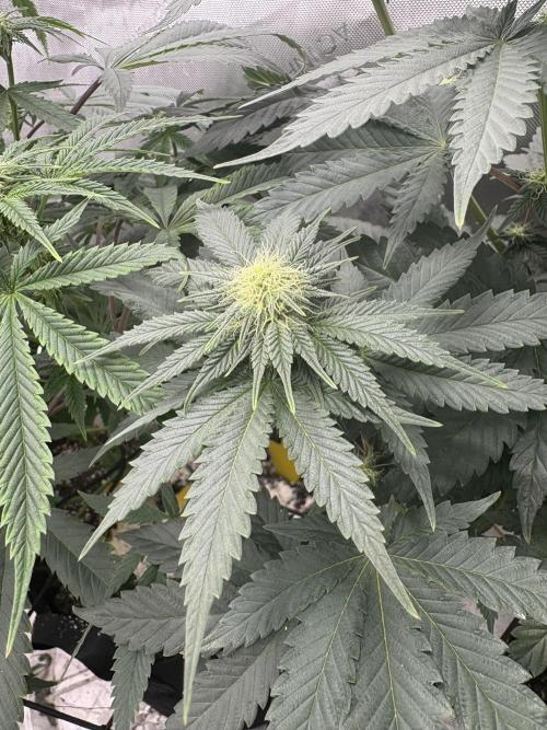 First serious grow as a newbie. Week 9