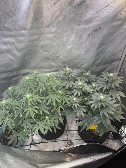 First serious grow as a newbie. Week 10