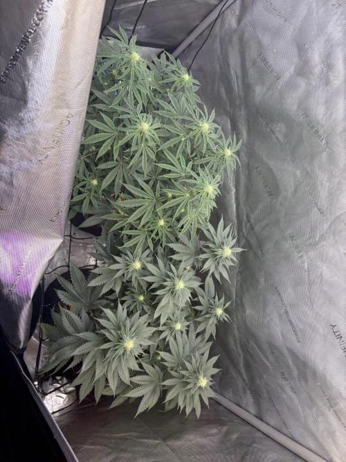 First serious grow as a newbie. Week 10
