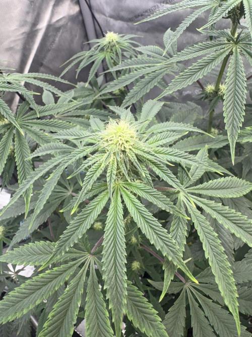 First serious grow as a newbie. Week 10