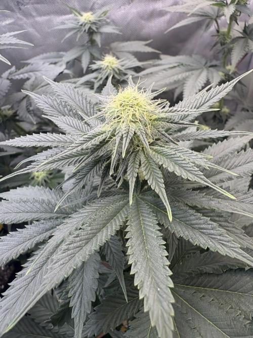 First serious grow as a newbie. Week 10
