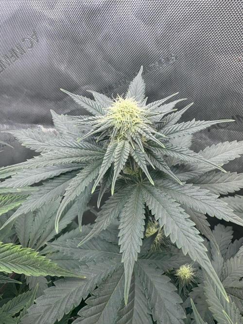 First serious grow as a newbie. Week 10