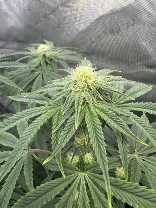 First serious grow as a newbie. Week 10