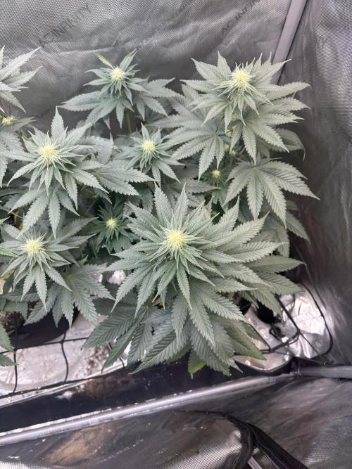 First serious grow as a newbie. Week 10