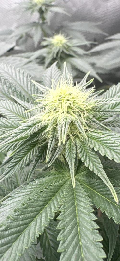 First serious grow as a newbie. Week 10