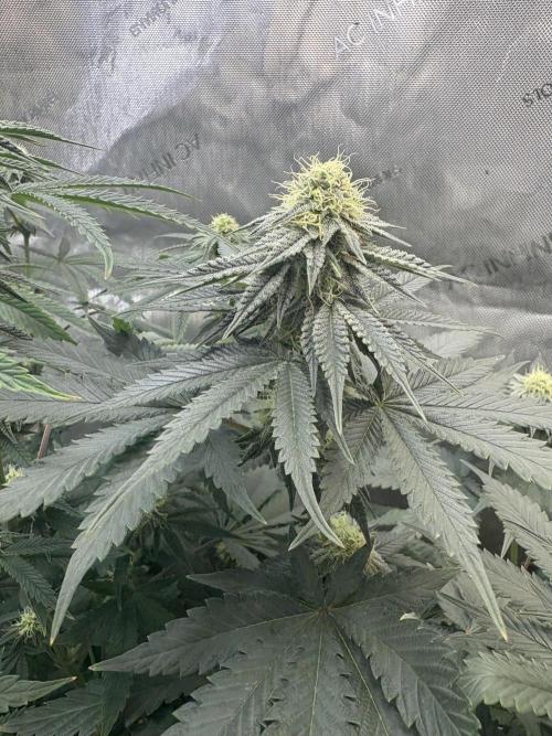 First serious grow as a newbie. Week 11