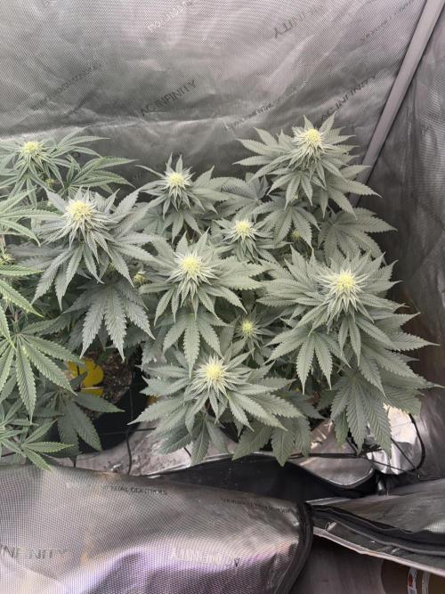 First serious grow as a newbie. Week 11