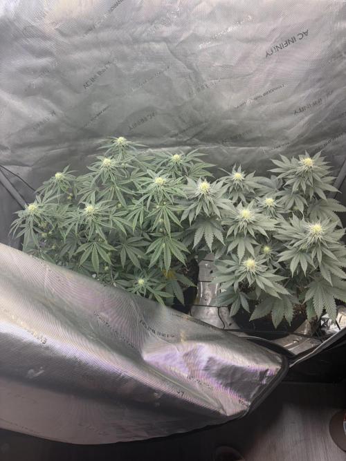 First serious grow as a newbie. Week 11