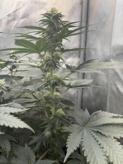 First serious grow as a newbie. Week 11