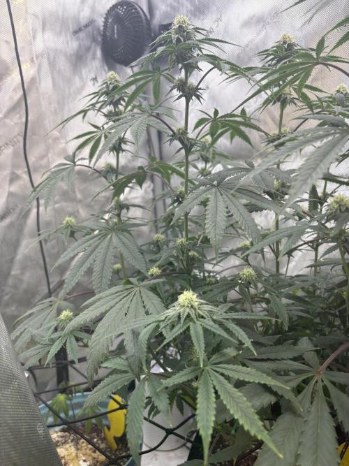 First serious grow as a newbie. Week 11