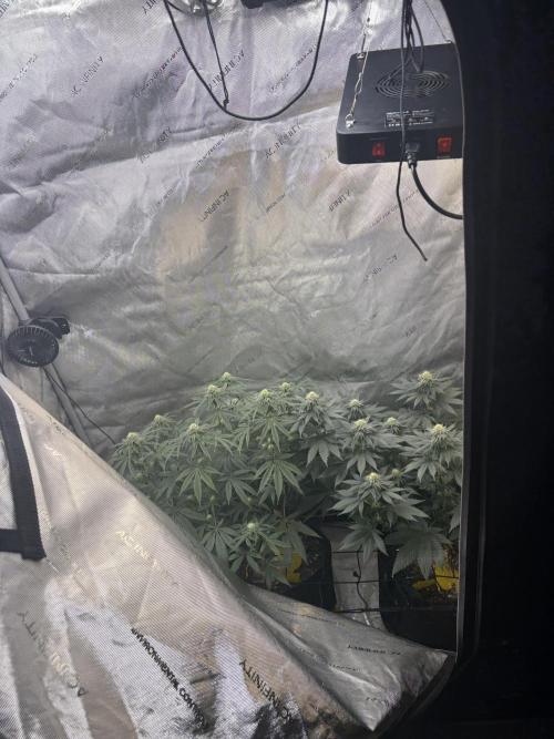 First serious grow as a newbie. Week 11