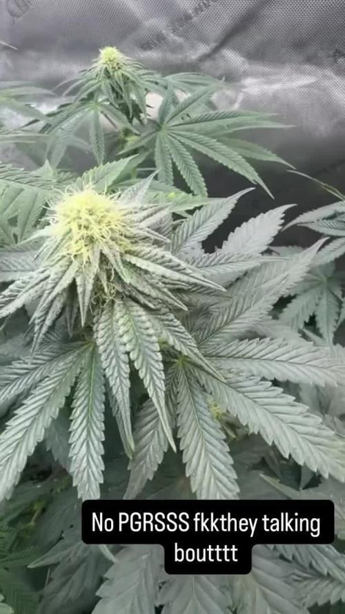 First serious grow as a newbie