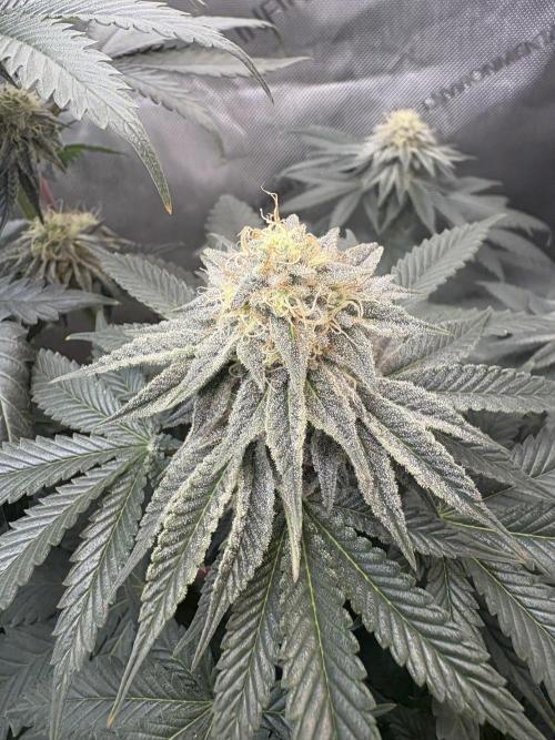 First serious grow as a newbie. Week 12