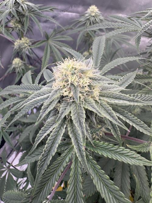 First serious grow as a newbie. Week 12