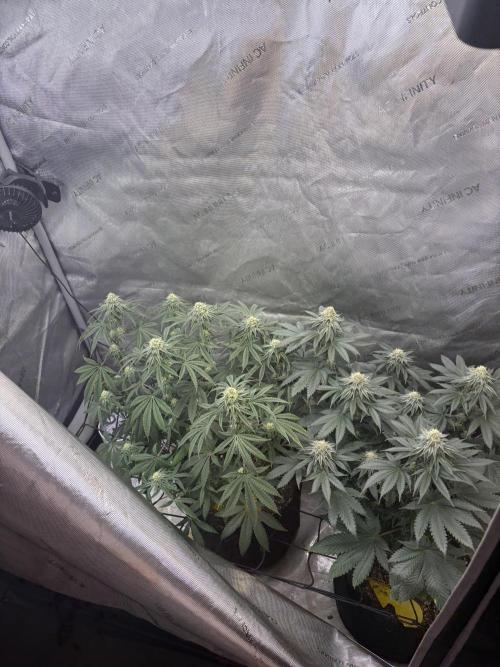 First serious grow as a newbie. Week 12
