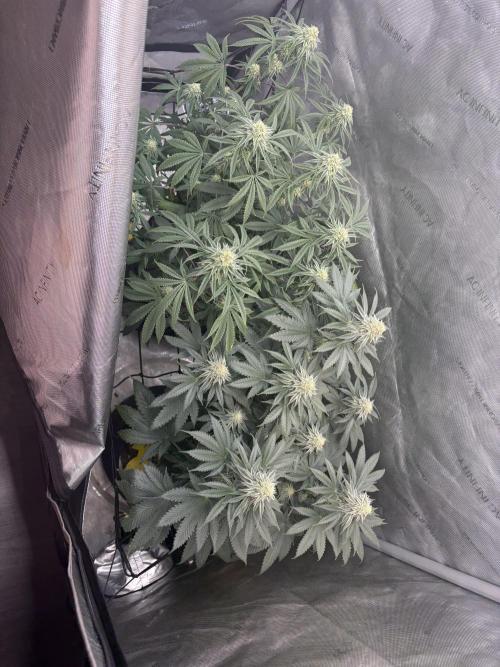 First serious grow as a newbie. Week 12