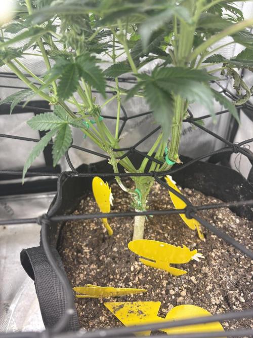 First serious grow as a newbie. Week 12