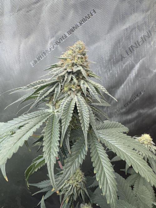 First serious grow as a newbie. Week 13