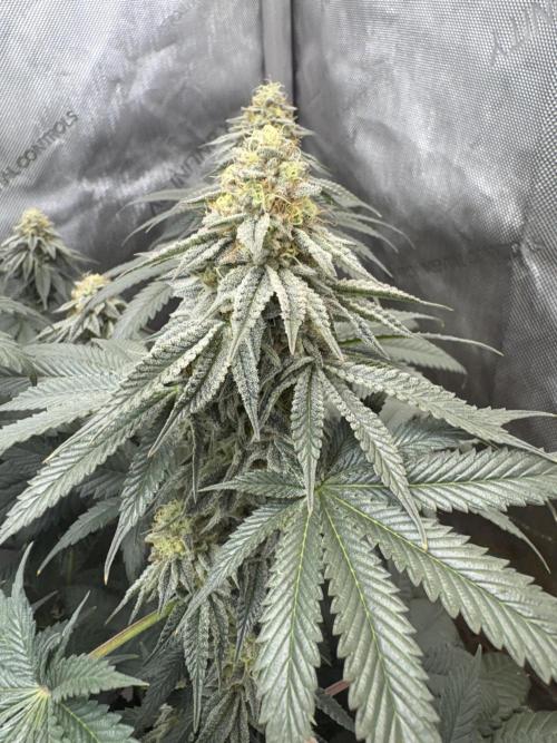 First serious grow as a newbie. Week 13