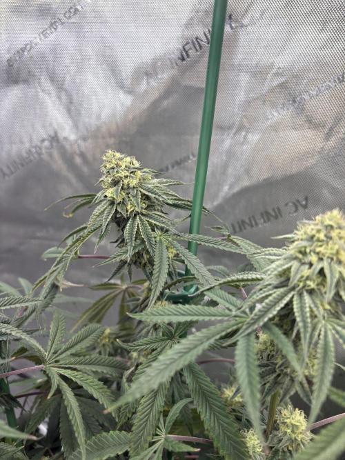 First serious grow as a newbie. Week 13