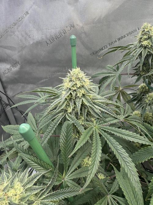 First serious grow as a newbie. Week 13