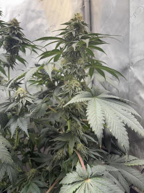 First serious grow as a newbie. Week 13
