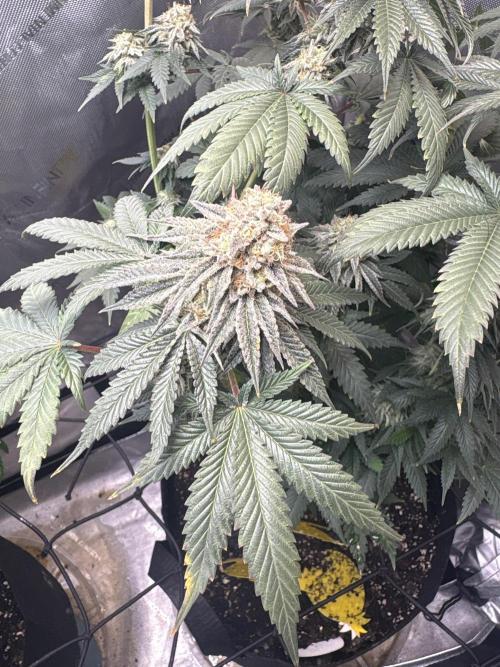 First serious grow as a newbie. Week 15
