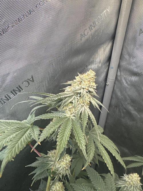First serious grow as a newbie. Week 15