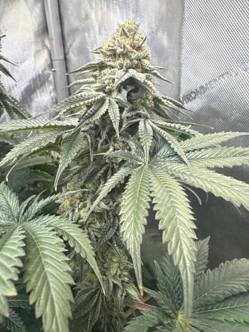First serious grow as a newbie. Week 15