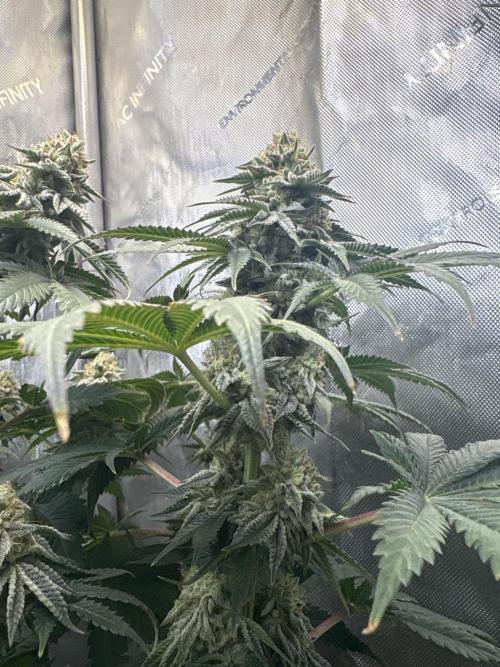 First serious grow as a newbie. Week 15