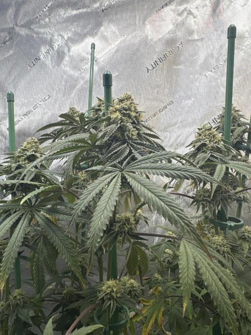 First serious grow as a newbie. Week 15