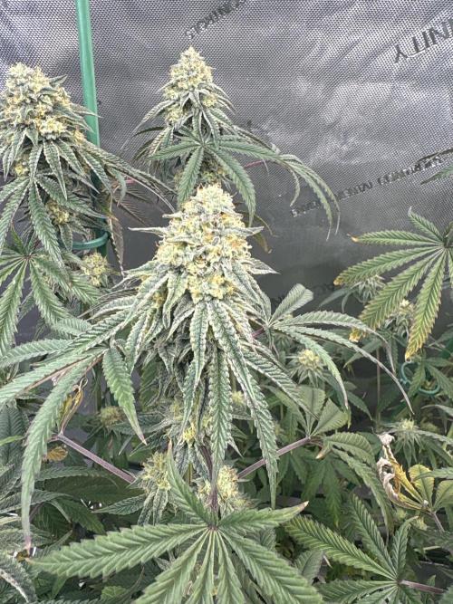 First serious grow as a newbie. Week 15