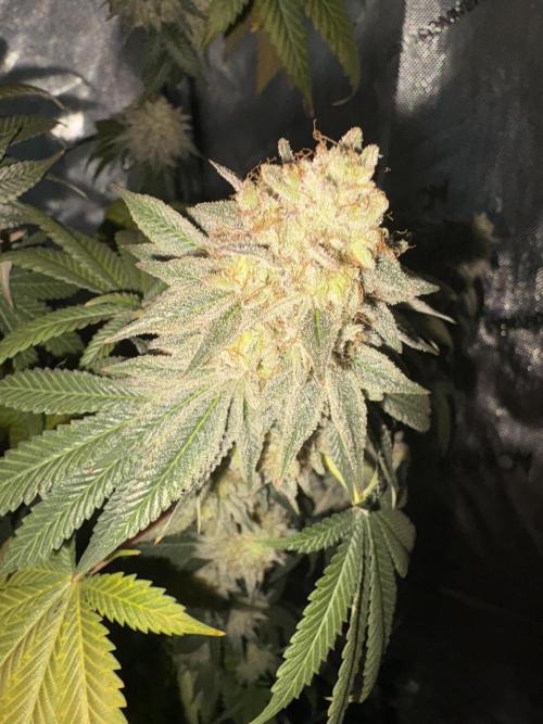 First serious grow as a newbie. Week 16