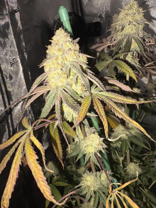 First serious grow as a newbie. Week 16