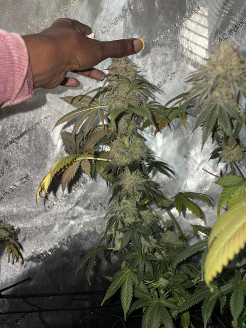 First serious grow as a newbie. Week 16