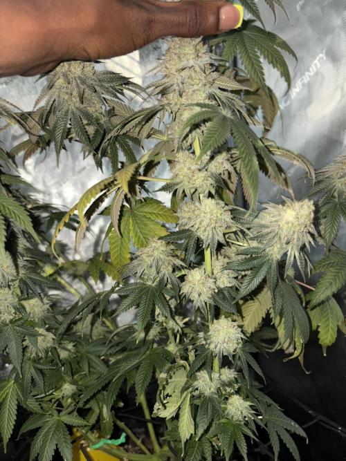 First serious grow as a newbie. Week 16